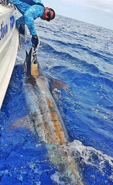 ANGLER: Mitch Deas SPECIES: Blue Marlin WEIGHT: Est 110kg LURE: JB Dingo.